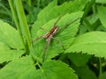 Close-up shot of the Nursery web spider Pisaura mirabilis on a green leaf among green vegetation Royalty Free Stock Photo