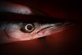 Close-up shot of obtuse barracuda fish head region