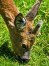 Close-up shot ofa deer grazing on green grass