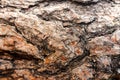 Close-up shot of old brown pine tree bark Royalty Free Stock Photo