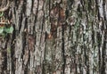 Close-up shot of old textured gray tree bark Royalty Free Stock Photo