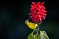 Close-up shot of an Olive-backed Sunbird collecting nectar from a red flower Royalty Free Stock Photo