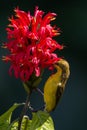 Close-up shot of an Olive-backed Sunbird collecting nectar from a red flower Royalty Free Stock Photo