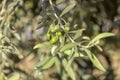 Close up shot of an olive tree with fresh olives and green leafs. Royalty Free Stock Photo