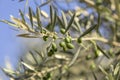 Close up shot of an olive tree with fresh olives and green leafs. Royalty Free Stock Photo