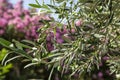 Close up shot of an olive tree with fresh olives and green leafs. Royalty Free Stock Photo