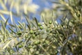 Close up shot of an olive tree with fresh olives and green leafs. Royalty Free Stock Photo