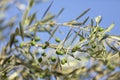 Close up shot of an olive tree with fresh olives and green leafs. Royalty Free Stock Photo