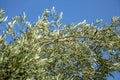 Close up shot of an olive tree with fresh olives and green leafs. Royalty Free Stock Photo