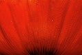 One Coral poppy flower with rain drops Royalty Free Stock Photo