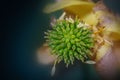 Close up shot of Onion flower in side details