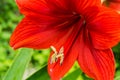 Open red lily flower in the garden. Royalty Free Stock Photo