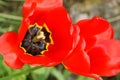 Close-up shot of the opening red tulip flowers in the garden Royalty Free Stock Photo