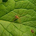 Close-up shot of an Opilione commonly known as a harvestman crawling on a green leaf in nature Royalty Free Stock Photo