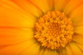 Close-up shot of orange calendula flower