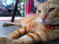 close up shot of orange cat sitting relaxed Royalty Free Stock Photo