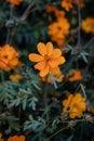 A Close-up Shot of an Orange Flower