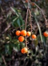 Close up shot of orange fruit in the bush.