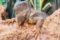 Close up shot of an orange iguana in desertic landscape. Royalty Free Stock Photo