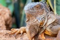 Close up shot of an orange iguana in desertic landscape. Royalty Free Stock Photo
