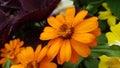 Close-up shot of an orange narrow-leaf zinnia (Zinnia angustifolia) in a garden