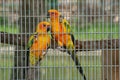 Close-up shot of orange parrots in a cage