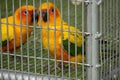 Close-up shot of orange parrots in a cage
