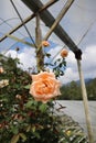 Close-up shot of orange peach roses flower in the garden during daytime Royalty Free Stock Photo