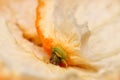 Close up shot of orange peel inside details