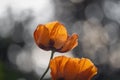 Two orange poppy flowers close up shot Royalty Free Stock Photo