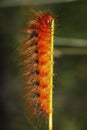 Large hairy worm munching on a flower stalk