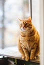 Close-up shot of an orange tabby cat perched on a window sill with a blurry background Royalty Free Stock Photo