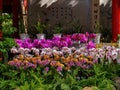 Close up shot of orchid flower blossom in Lou Lim Ioc Garden