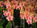 Close up shot of orchid flower blossom in Lou Lim Ioc Garden