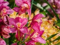 Close up shot of orchid flower blossom in Lou Lim Ioc Garden