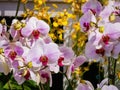 Close up shot of orchid flower blossom in Lou Lim Ioc Garden