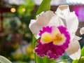 Close up shot of orchid flower blossom in Lou Lim Ioc Garden