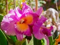 Close up shot of orchid flower blossom in Lou Lim Ioc Garden