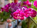 Close up shot of orchid flower blossom in Lou Lim Ioc Garden