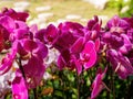 Close up shot of orchid flower blossom in Lou Lim Ioc Garden