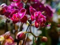 Close up shot of orchid flower blossom in Lou Lim Ioc Garden