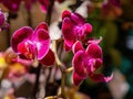 Close up shot of orchid flower blossom in Lou Lim Ioc Garden