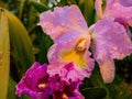 Close up shot of orchid flower blossom in Lou Lim Ioc Garden