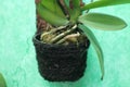 Close Up Shot of Aerial Orchid Roots