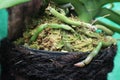 Close Up Shot of Aerial Orchid Roots