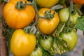 Close up shot of organic fresh ripe tomatoes inside of the garden Royalty Free Stock Photo