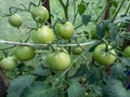 Close-up shot of organic grown small, green tomatoes growing on tomato plant in greenhouse in summer Royalty Free Stock Photo