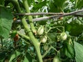 Close-up shot of organic grown unripe, green tomatoes growing on tomato plant Royalty Free Stock Photo