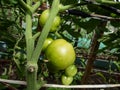 Close-up shot of organic grown unripe, green tomatoes growing on tomato plant Royalty Free Stock Photo