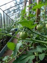 Close-up shot of organic grown unripe, green tomatoes growing on tomato plant in greenhouse Royalty Free Stock Photo